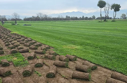 Proyecto de pasto terminado